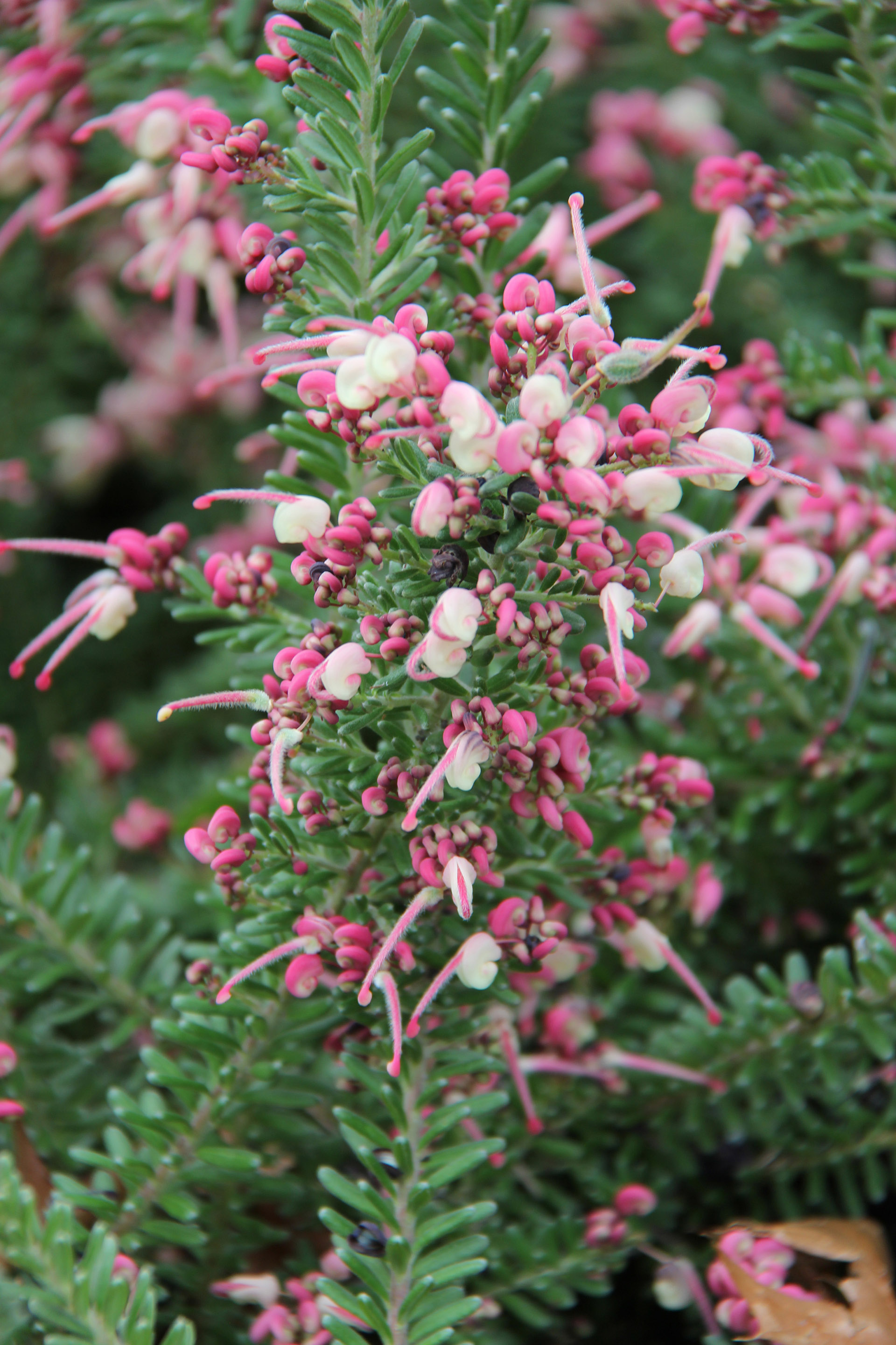 Grevillea lanigera 'Mt Tamboritha'